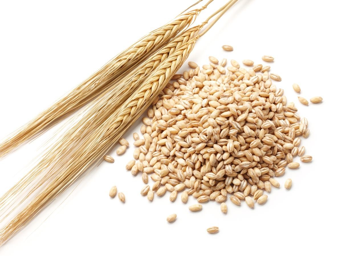 barley1