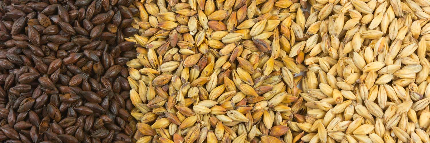 malted_barley1